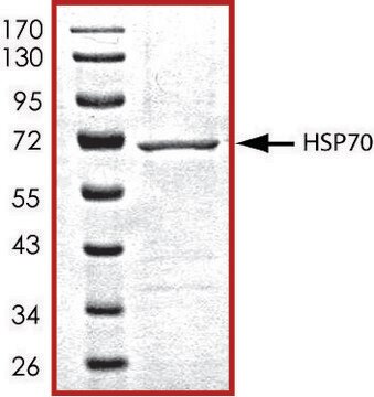 HSP70, His tagged human recombinant, expressed in baculovirus infected Sf9 cells, &#8805;70% (SDS-PAGE), buffered aqueous glycerol solution