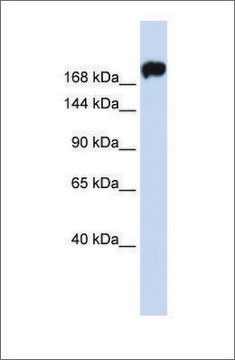 Anti-MYH9 affinity isolated antibody