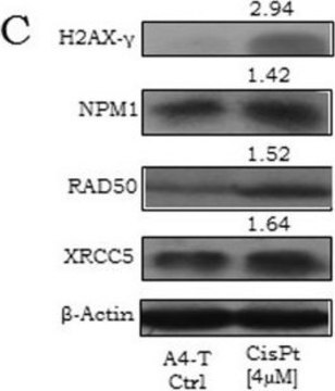 Monoclonal Anti-NPM1 antibody produced in mouse clone 3B2, purified immunoglobulin, buffered aqueous solution