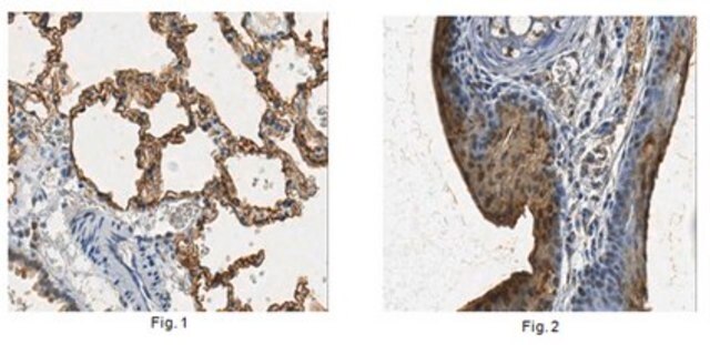 Anti-Aquaporin 5 Antibody 1&#160;mg/mL, Chemicon&#174;