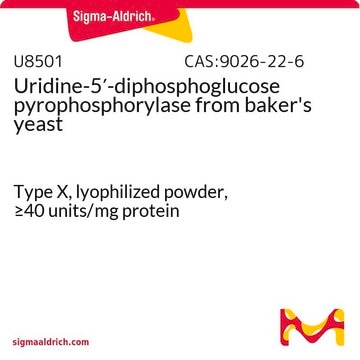 Uridine-5&#8242;-diphosphoglucose pyrophosphorylase from baker’s yeast Type X, lyophilized powder, &#8805;40&#160;units/mg protein