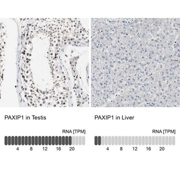 Anti-PAXIP1 antibody produced in rabbit Prestige Antibodies&#174; Powered by Atlas Antibodies, affinity isolated antibody, buffered aqueous glycerol solution