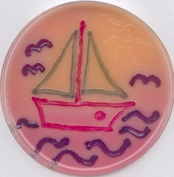 Chromocult&#174; RAMBACH&#8482; Agar ISO 6579, Specialized media for the isolation and differentiation of Salmonella spp. from food and animal feed, water and other materials.