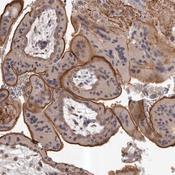 Anti-HBS1L antibody produced in rabbit Prestige Antibodies&#174; Powered by Atlas Antibodies, affinity isolated antibody, buffered aqueous glycerol solution, ab1