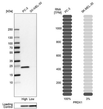 Anti-PRDX1 antibody produced in rabbit Prestige Antibodies&#174; Powered by Atlas Antibodies, affinity isolated antibody, buffered aqueous glycerol solution