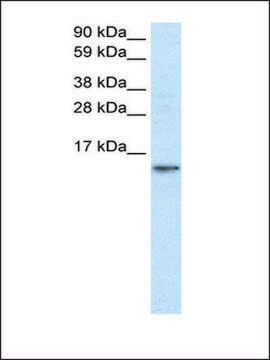 Anti-FABP7 antibody produced in rabbit IgG fraction of antiserum