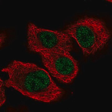 Anti-TSEN34 antibody produced in rabbit Prestige Antibodies&#174; Powered by Atlas Antibodies, affinity isolated antibody