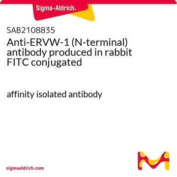 Anti-ERVW-1 (N-terminal) antibody produced in rabbit FITC conjugated affinity isolated antibody