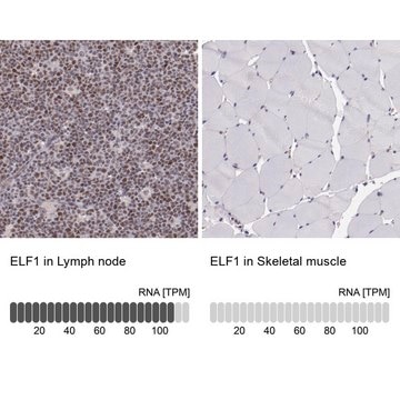 Anti-ELF1 antibody produced in rabbit Prestige Antibodies&#174; Powered by Atlas Antibodies, affinity isolated antibody, buffered aqueous glycerol solution