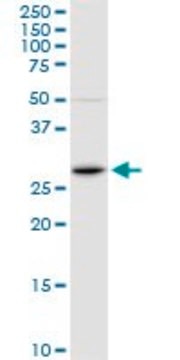 Anti-FOSL1 antibody produced in rabbit purified immunoglobulin, buffered aqueous solution