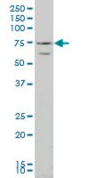 ANTI-RUNX2 antibody produced in mouse clone 4B4, purified immunoglobulin, buffered aqueous solution