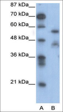 Anti-NFIA antibody produced in rabbit affinity isolated antibody