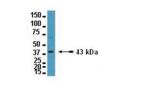 Anti-Connexin 43 Antibody Chemicon&#174;, from rabbit