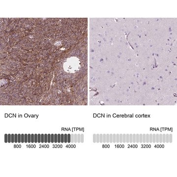 Anti-DCN antibody produced in rabbit Prestige Antibodies&#174; Powered by Atlas Antibodies, affinity isolated antibody