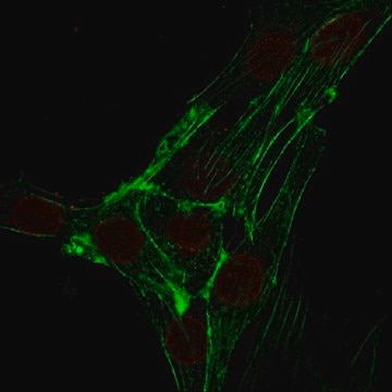 Anti-SUN1 Antibody, clone 12.10F clone 12.10F, from mouse