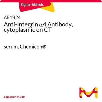 Anti-Integrin &#945;4 Antibody, cytoplasmic on CT serum, Chemicon&#174;