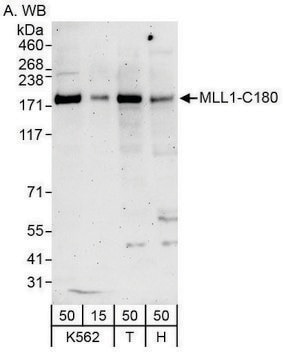 Rabbit anti-MLL1 Antibody, Affinity Purified Powered by Bethyl Laboratories, Inc.