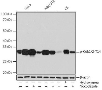 Anti-Phospho-Cdk1/2-T14 antibody produced in rabbit