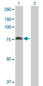 Anti-ALOX15 antibody produced in rabbit purified immunoglobulin, buffered aqueous solution