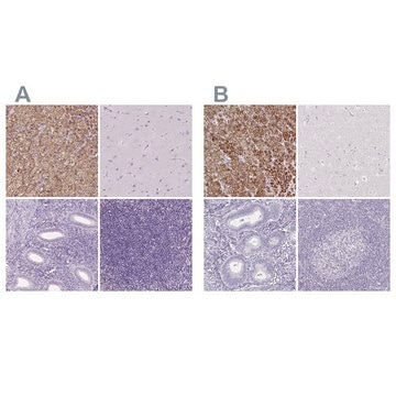 Anti-FDX1 antibody produced in rabbit Prestige Antibodies&#174; Powered by Atlas Antibodies, affinity isolated antibody, buffered aqueous glycerol solution