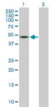 Anti-IFNGR2 antibody produced in mouse purified immunoglobulin, buffered aqueous solution