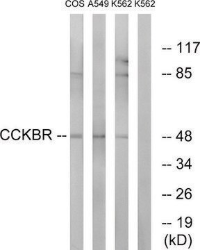 Anti-CCKBR antibody produced in rabbit affinity isolated antibody