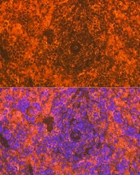 Anti-CD83 antibody produced in rabbit