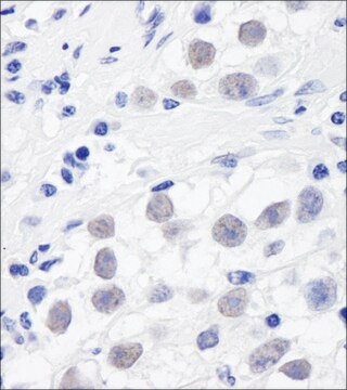 Rabbit anti-SMC3 Antibody, Affinity Purified Powered by Bethyl Laboratories, Inc.