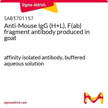 Anti-Mouse IgG (H+L), F(ab) fragment antibody produced in goat affinity isolated antibody, buffered aqueous solution