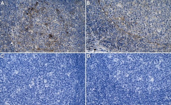 Anti-STING1 Antibody, clone 2G7 ZooMAb&#174; Rabbit Monoclonal recombinant, expressed in HEK 293 cells