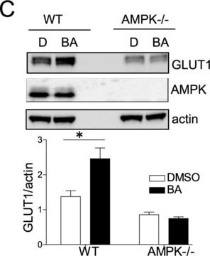 Anti-Glucose Transporter GLUT-1 Antibody, CT Chemicon&#174;, from rabbit