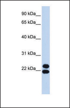 Anti-PRRX2, (N-terminal) antibody produced in rabbit affinity isolated antibody