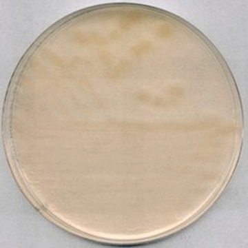 R-2A Agar suitable for microbiology, NutriSelect&#174; Plus