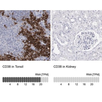 Anti-CD38 antibody produced in rabbit Prestige Antibodies&#174; Powered by Atlas Antibodies, affinity isolated antibody, buffered aqueous glycerol solution