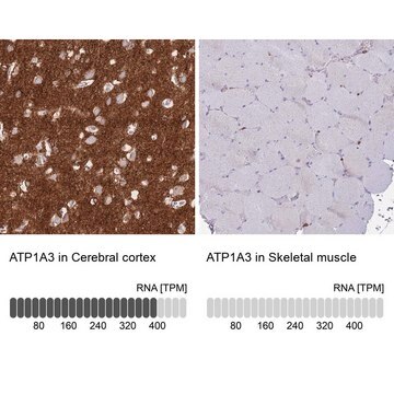 Anti-ATP1A3 antibody produced in rabbit Prestige Antibodies&#174; Powered by Atlas Antibodies, affinity isolated antibody, buffered aqueous glycerol solution