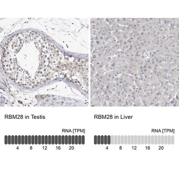 Anti-RBM28 antibody produced in rabbit Prestige Antibodies&#174; Powered by Atlas Antibodies, affinity isolated antibody, buffered aqueous glycerol solution, Ab2