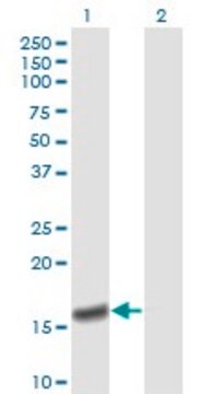 Monoclonal Anti-PPIA antibody produced in mouse clone 1F4-1B5, purified immunoglobulin, buffered aqueous solution