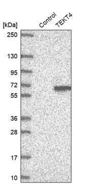 Anti-TEKT4 antibody produced in rabbit Prestige Antibodies&#174; Powered by Atlas Antibodies, affinity isolated antibody, buffered aqueous glycerol solution