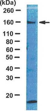 Anti-IRS1 Antibody Upstate&#174;, from rabbit