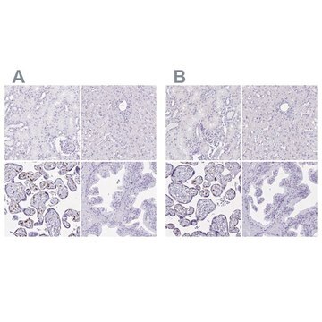 Anti-LIN28B antibody produced in rabbit Prestige Antibodies&#174; Powered by Atlas Antibodies, affinity isolated antibody, buffered aqueous glycerol solution