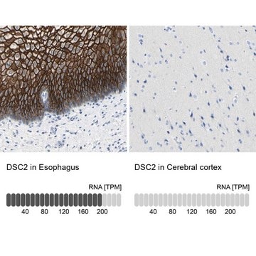 Anti-DSC2 antibody produced in rabbit Prestige Antibodies&#174; Powered by Atlas Antibodies, affinity isolated antibody, buffered aqueous glycerol solution