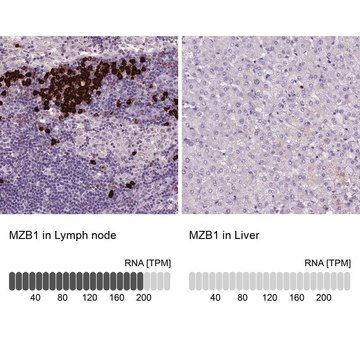 Anti-MZB1 antibody produced in rabbit Prestige Antibodies&#174; Powered by Atlas Antibodies, affinity isolated antibody