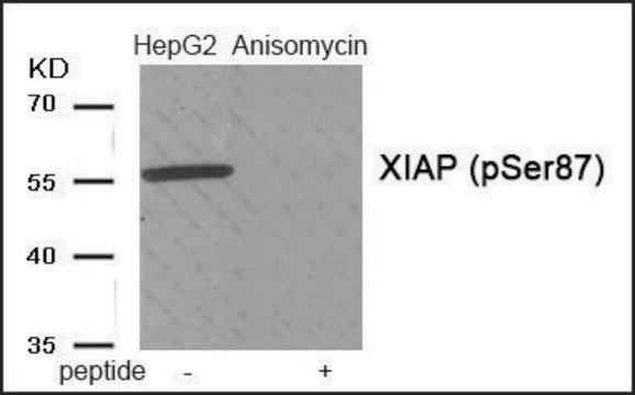 Anti-phospho-XIAP (pSer87) antibody produced in rabbit affinity isolated antibody