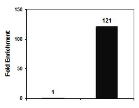 Anti-phospho-Histone H3 (Ser10) Antibody, clone CMA312, Trial Size clone CMA312, Upstate&#174;, from mouse