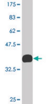 Monoclonal Anti-KLF2 antibody produced in mouse clone 1D1, purified immunoglobulin, buffered aqueous solution