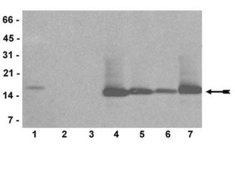 Anti-mono/di/trimethyl-Histone H3 (Lys4) Antibody, clone AW304, rabbit monoclonal culture supernatant, clone AW304, Upstate&#174;