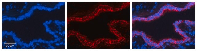 Anti-GCLC antibody produced in rabbit affinity isolated antibody