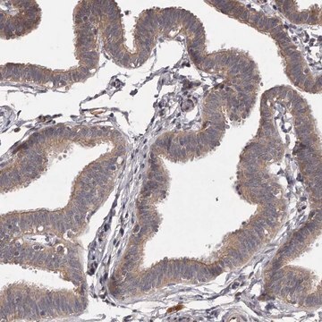 Anti-PNRC1 antibody produced in rabbit Prestige Antibodies&#174; Powered by Atlas Antibodies, affinity isolated antibody, buffered aqueous glycerol solution