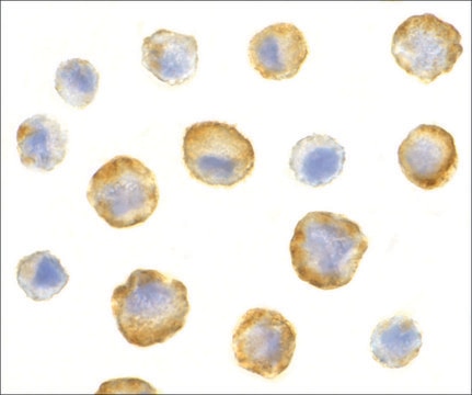 Anti-SODD antibody produced in rabbit IgG fraction of antiserum, buffered aqueous solution