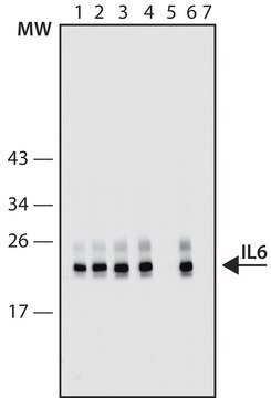 Anti-IL6 high affinity antibody, Mouse monoclonal clone IL6-2A3, purified from hybridoma cell culture